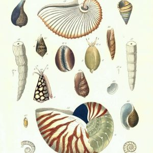 Shells, Plate 5