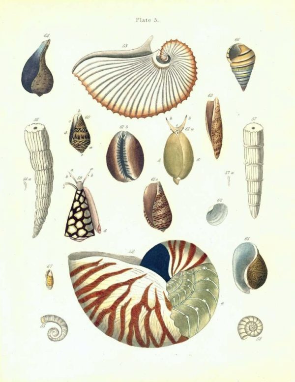 Shells, Plate 5