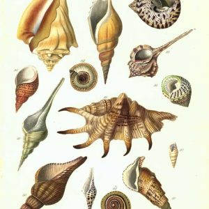 Shells, Plate 7