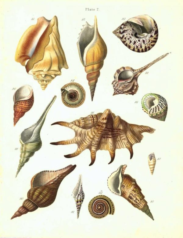 Shells, Plate 7