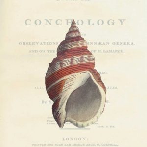 Shell, Buccinum Undatum