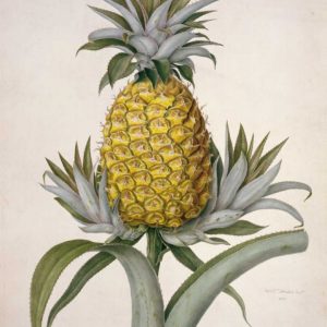 Black Jamaican Pineapple