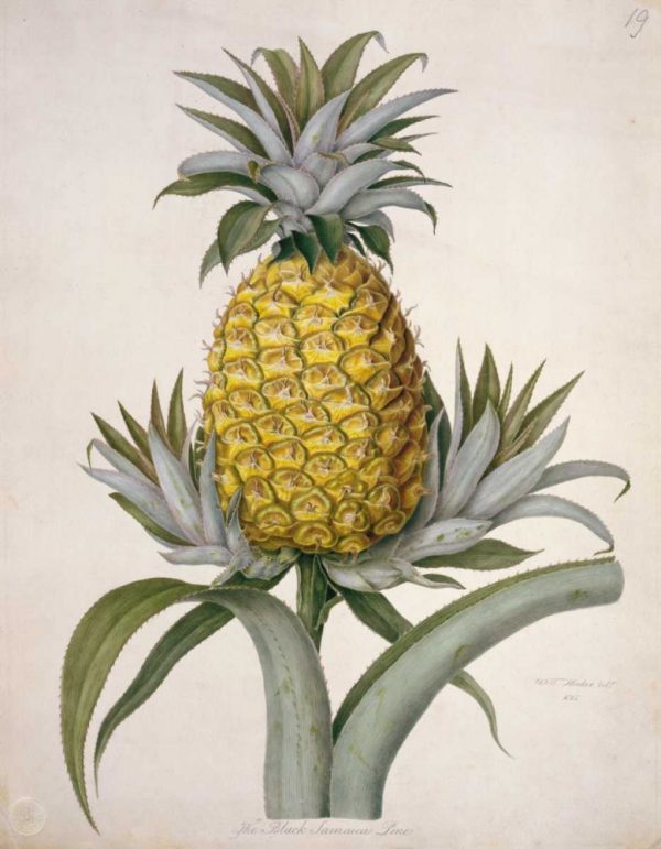 Black Jamaican Pineapple