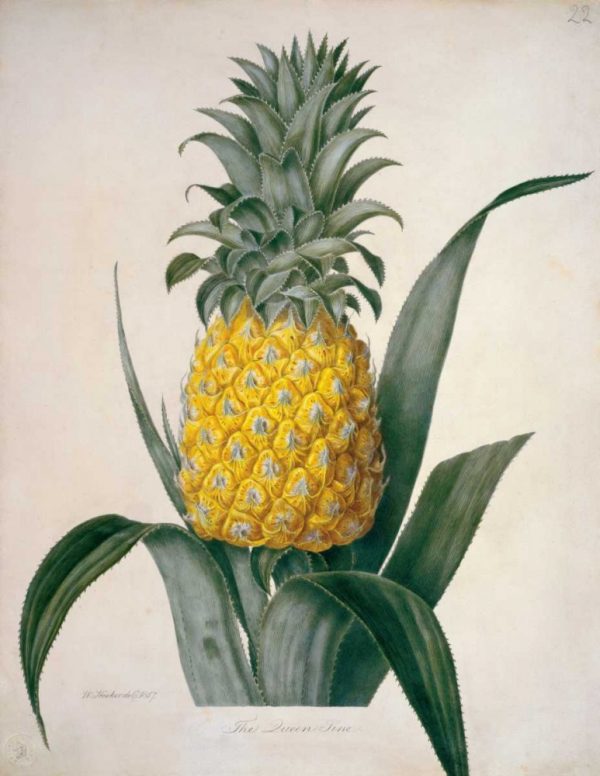 The Queen Pineapple