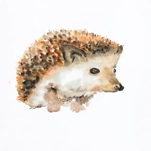 WATERCOLOR HEDGEHOG