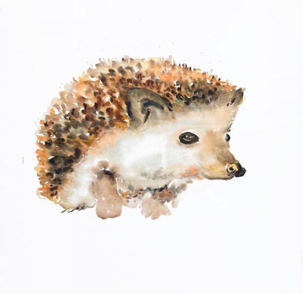 WATERCOLOR HEDGEHOG