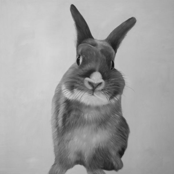 FUNNY GRAY RABBIT