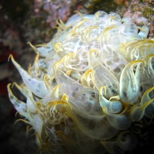 Aiptasia-mutabilis-underwater-photo