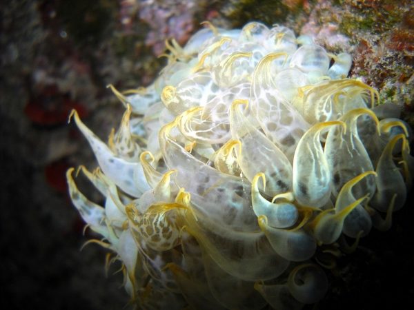 Aiptasia-mutabilis-underwater-photo