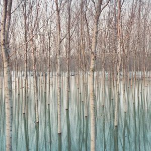 White Birches in the River