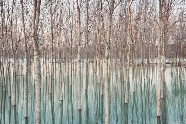 White Birches in the River