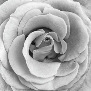 Rose Swirl II