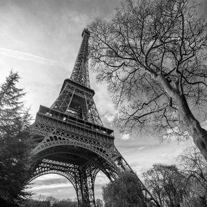 Eiffel Tower with Tree