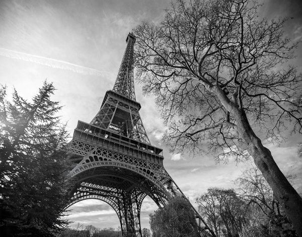 Eiffel Tower with Tree