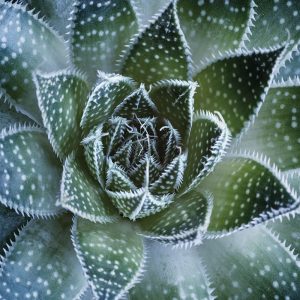 Aloe Aristata