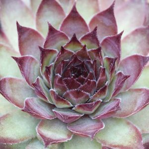 Sempervivum Florette