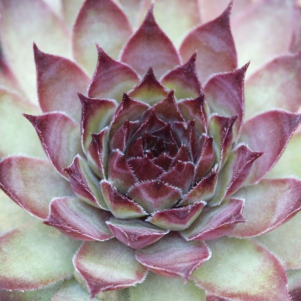 Sempervivum Florette