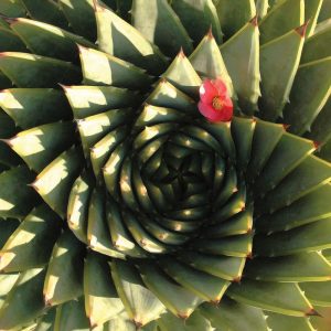 Spiral Aloe