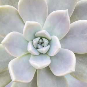 Aeonium Flower