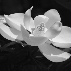 Magnolia Flower