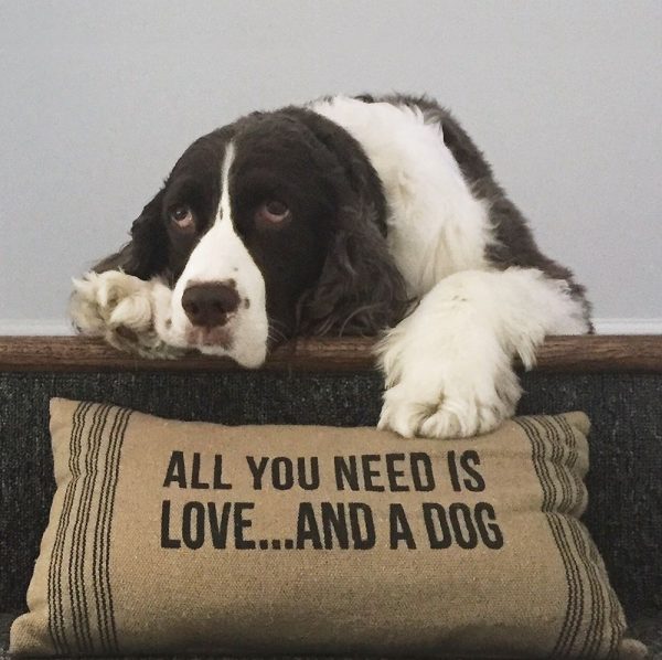 All You Need Is Love ... And A Dog