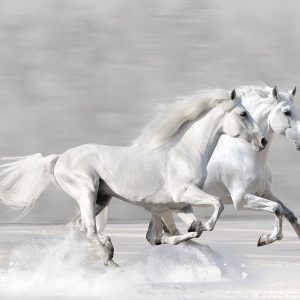 Winter Gallop