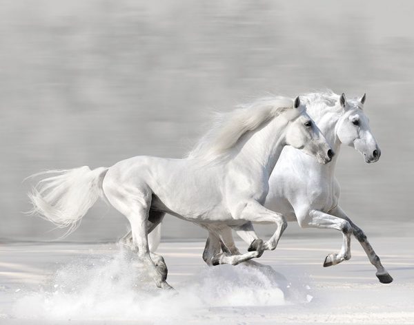 Winter Gallop