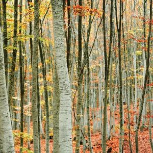 Beech Forest