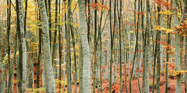 Beech Forest