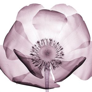 Translucent Lavender Poppy