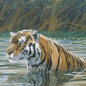 Bengal Tiger