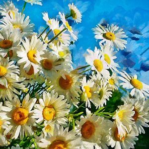 Daisies