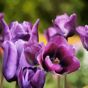 Purple Tulips