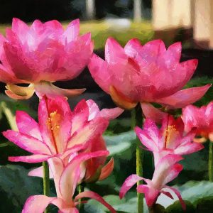 Pink Water Lillies