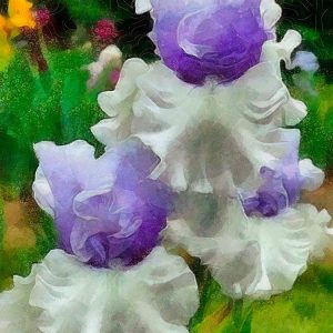 White and Purple Iris