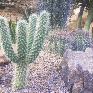 Cactus Arrangement I