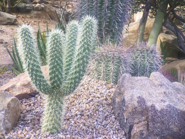 Cactus Arrangement I