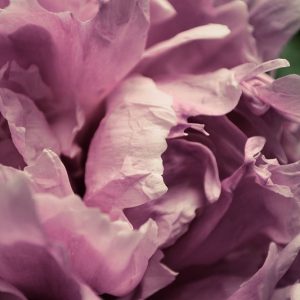 Pink Peony In Morning