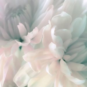 Chrysanthemum Pink and Cyan I