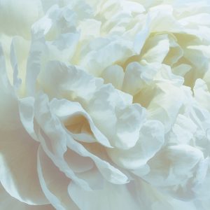 Peony Pale Yellow Blush I