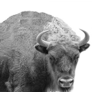 BW Bison