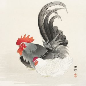 Chicken and cock