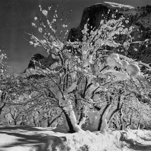 Half Dome-Apple Orchard-Yosemite-California