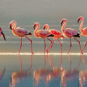 Flamingo