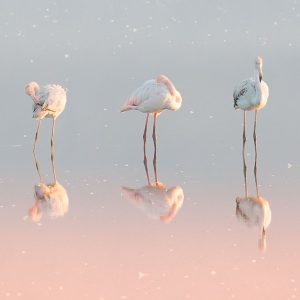 Three flamingos ...