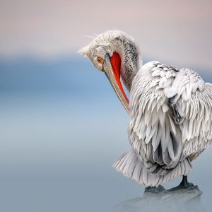 Dalmatian pelican at dawn