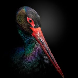 The Black Stork