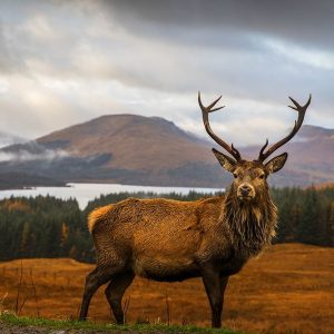 Scottish Stag