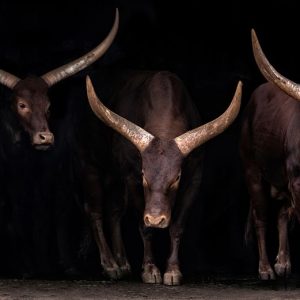 Watusi family