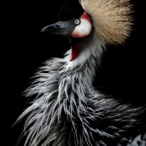 Crowned cranes portrait